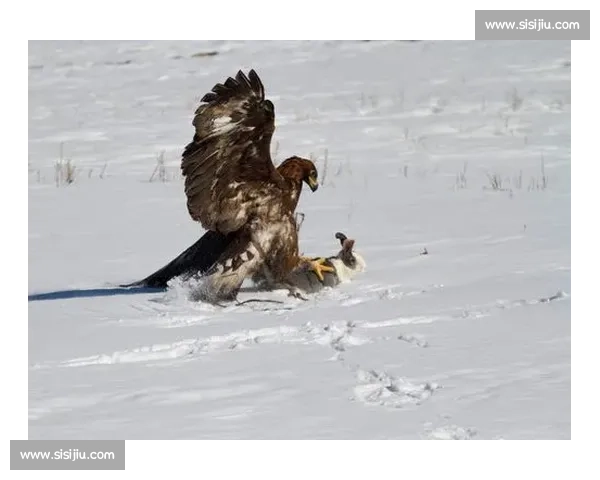 拉齐奥正式驱逐前训鹰师：露骨视频丑闻后终场法律拉锯战